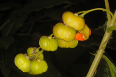 Polygala arillata